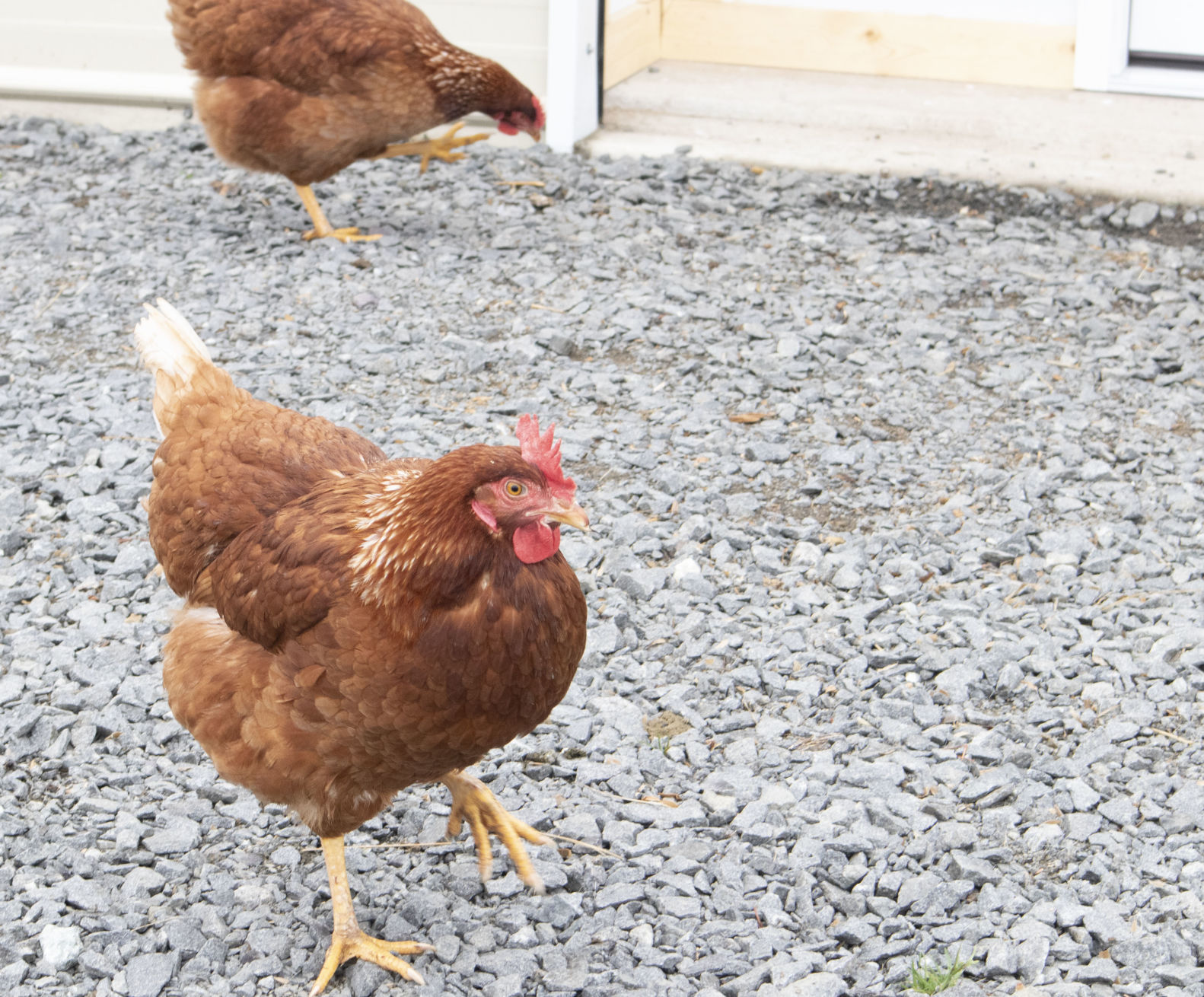 photo_ft_news_hayfield 2_030420.jpg